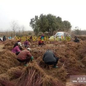 長(zhǎng)安彩葉苗木火熱銷售中