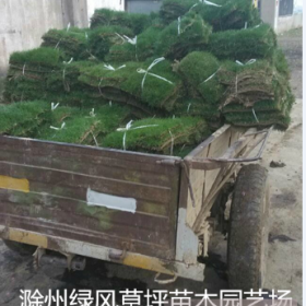 马尼拉 百慕大 高羊茅 混播草