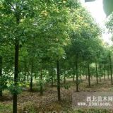 移植香樟价格 香樟出圃价格