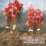 特價(jià)供應(yīng)：紅楓小苗火焰紅美國紅楓