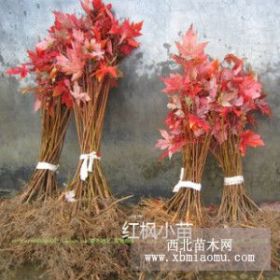 特價(jià)供應(yīng)：紅楓小苗火焰紅美國(guó)紅楓