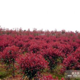 供應(yīng)雪松，香樟，紅葉石楠，紅葉李