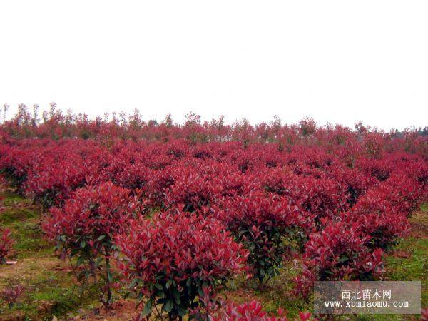 廣玉蘭，雪松，