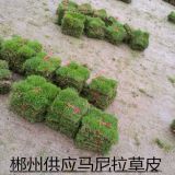 湖南優(yōu)質(zhì)草皮，馬尼拉草皮