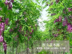 1-5公香花槐 山东香花槐价格