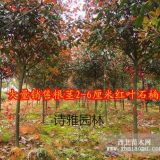 詩(shī)雅供應(yīng)高桿紅葉石楠樹