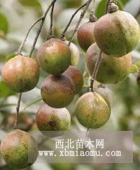 广西哪里有岑溪软枝油茶苗卖