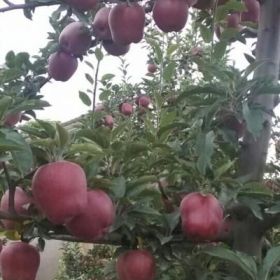 花牛苹果树苗种植方法