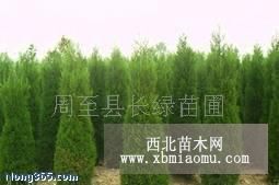 塔柏苗木直供 陕西优质塔柏价格 1.5米塔柏大量低价销售