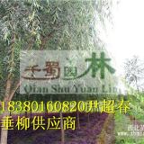 8公分垂柳價(jià)格,8公分垂柳報(bào)價(jià)