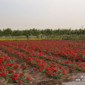 新品種紅色豐花月季