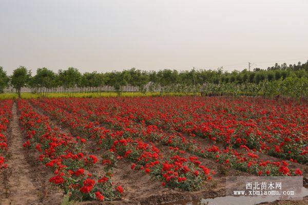 北京紅豐花月季