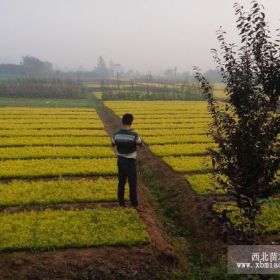 江蘇金葉女貞 沭陽金葉女貞 齊全