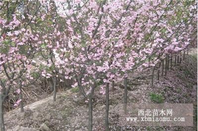 西府海棠、垂丝海棠、红梅、紫荆