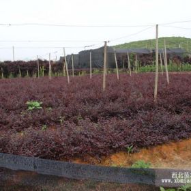 红花继木小苗 红花桎木小苗 床苗