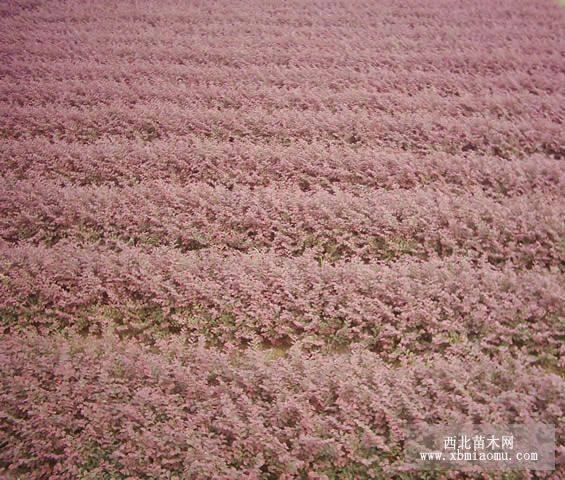 红花继木小苗