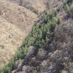 綠化工程油松樹河北省張家口市油松