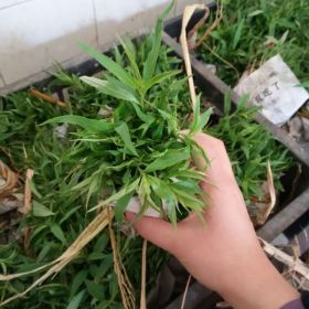 季节供应毛桃芽苗