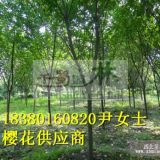 米径10公分樱花价格,樱花产地