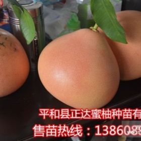 正达三红蜜柚营养丰富红皮红肉红壤