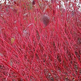 綠盛奧苗圃供應(yīng)優(yōu)質(zhì)紅瑞木