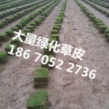 （凱里草皮報(bào)價(jià))凱里草皮批發(fā)基地