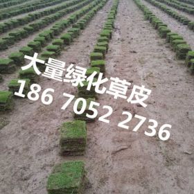 （凯里草皮报价)凯里草皮批发基地