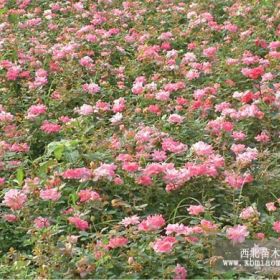 供应月季、紫薇、碧桃、榆叶梅