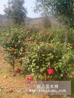 湖南供應(yīng)多規(guī)格大紅茶花苗及茶花球