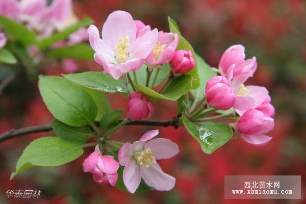 櫻花苗海棠苗紫薇