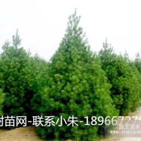 白皮松40公分-1米8000棵