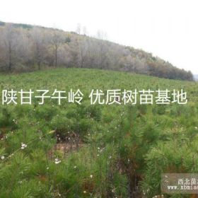 甘肅大量高品質(zhì)樹苗、樹種出售