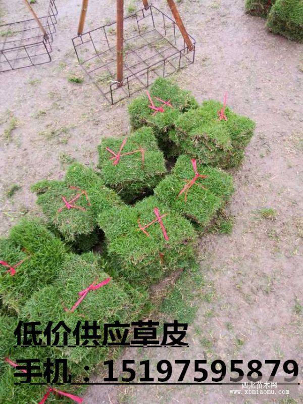 草皮种植