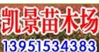 供应江苏国槐、垂槐、黄金槐、垂柳