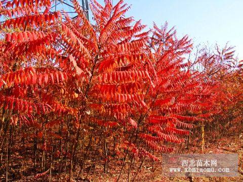 河北火炬