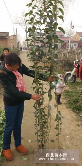 高50公分大叶女贞小苗 基地1-2米大叶女贞价格