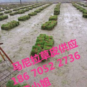 桂林草皮出售【桂林草皮】新报价