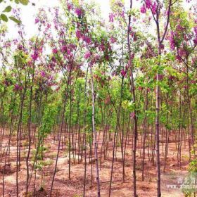 香花槐小苗 原生香花槐小苗