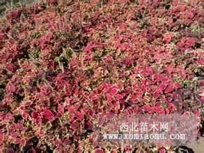 供應(yīng)紅花榨醬草等