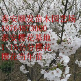 泰安1公分樱花苗，2公分，樱花树