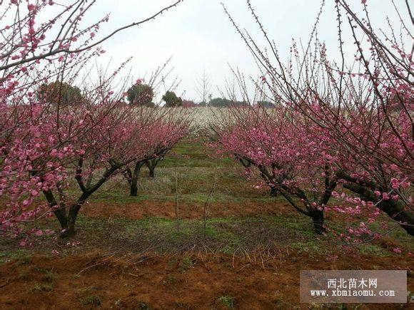 供应珍珠梅、红梅