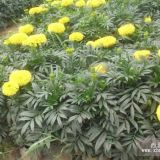 山东万寿菊价格青州万寿菊批发基地