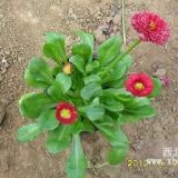 山东雏菊价格青州雏菊批发种植基地