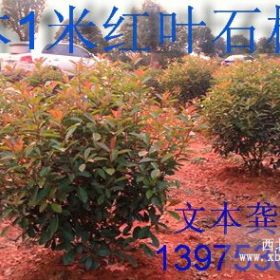 彩葉樹(shù)湖南紅葉石楠價(jià)格逆市上揚(yáng)