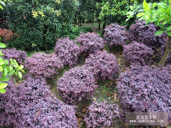 紅花繼木小苗