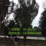 哈斯榆20-30公分