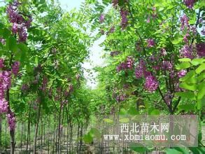 供應(yīng)香花槐