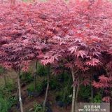 紅楓|美國紅楓|日本紅楓|紅楓樹