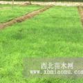 供應(yīng)20公分華山松30公分華山松