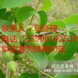 樂山優(yōu)良核桃苗，樂山薄殼核桃苗價